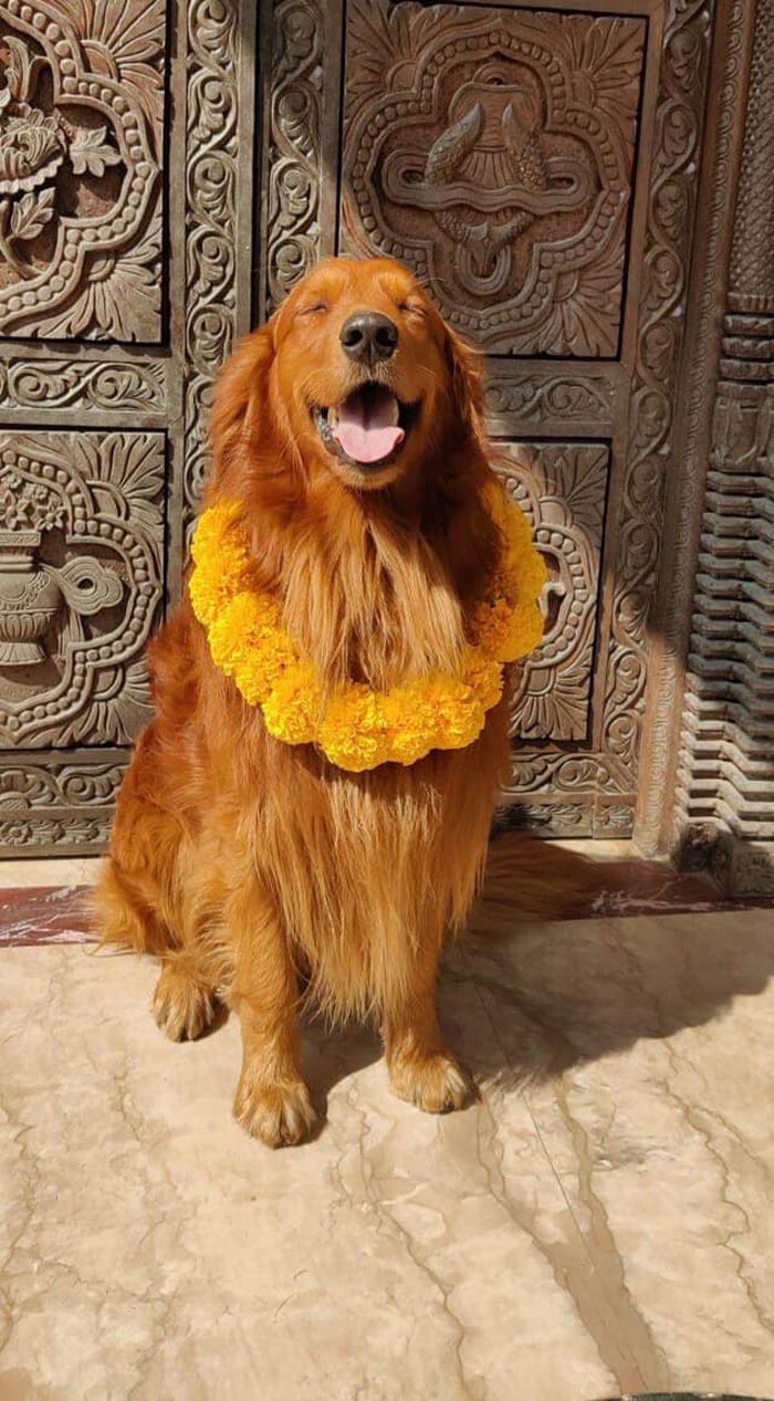 Просто факт - в Непале каждый год проходит фестиваль Кукур Тихар, посвященный поклонению собакам
