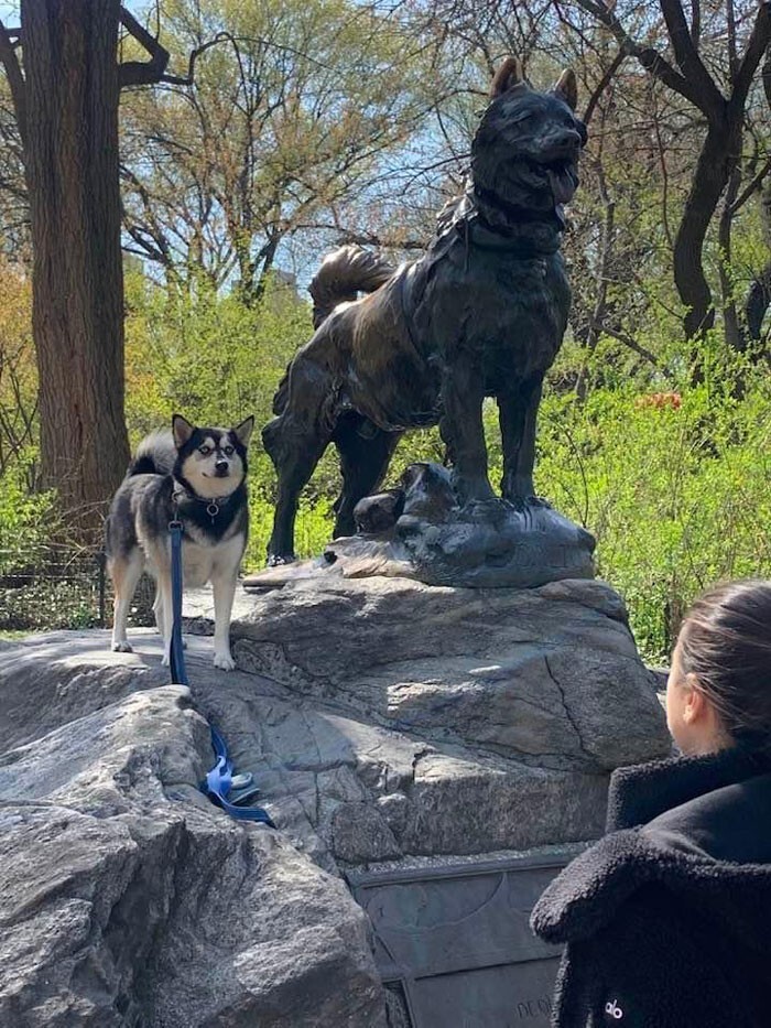 Памятник псу по кличке Балто в США - это хаски перевозивший медикаменты во время эпидемии дифтерии в 1925 году