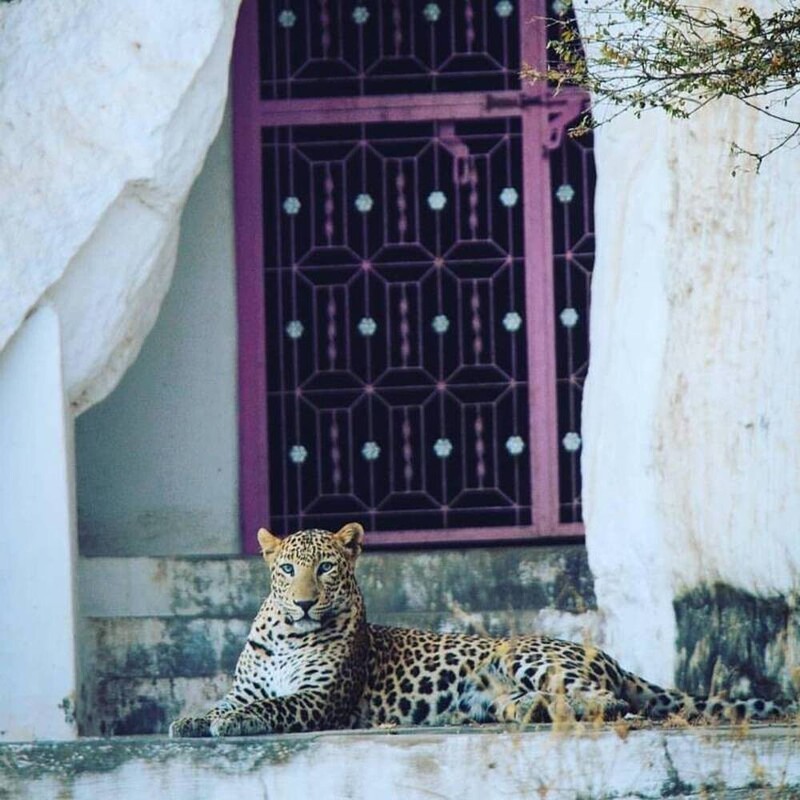 В индийском городе Бера мирно сосуществуют леопарды и люди