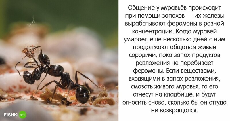 Мирмекология: малоизвестные факты о муравьях