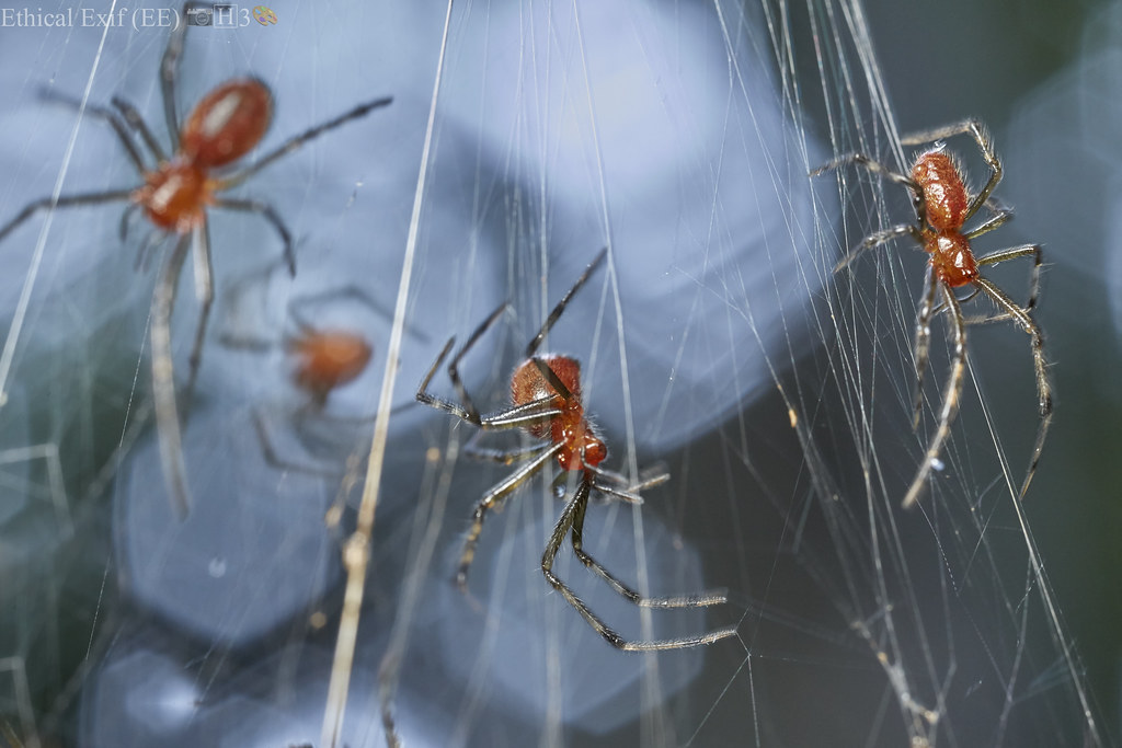 Анелозимус эксимиус: пауки плетут сети размером однокомнатную квартиру