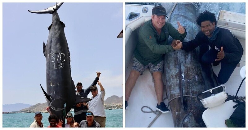 Три рыбака поймали гигантскую рыбину весом 621 кг