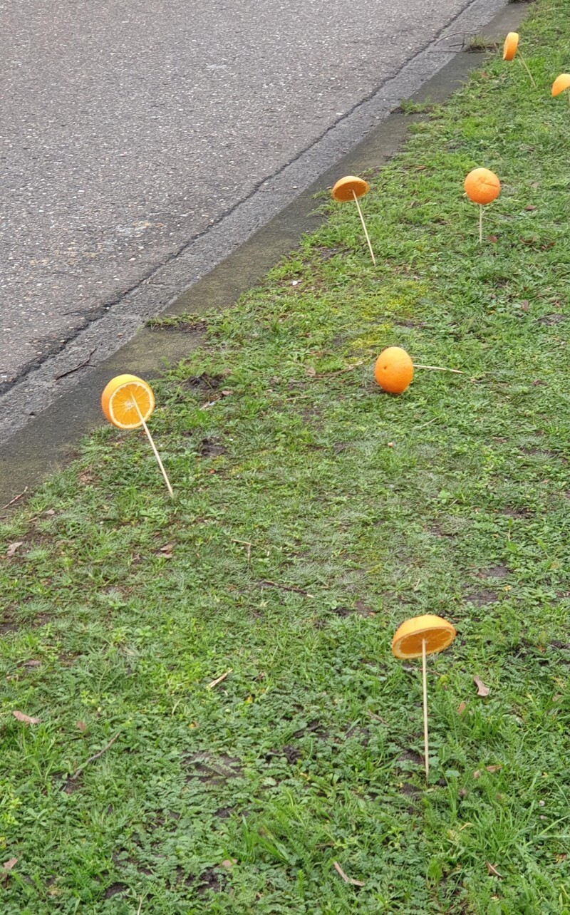 Почему люди кладут апельсин на палку в траве? Это в Нидерландах