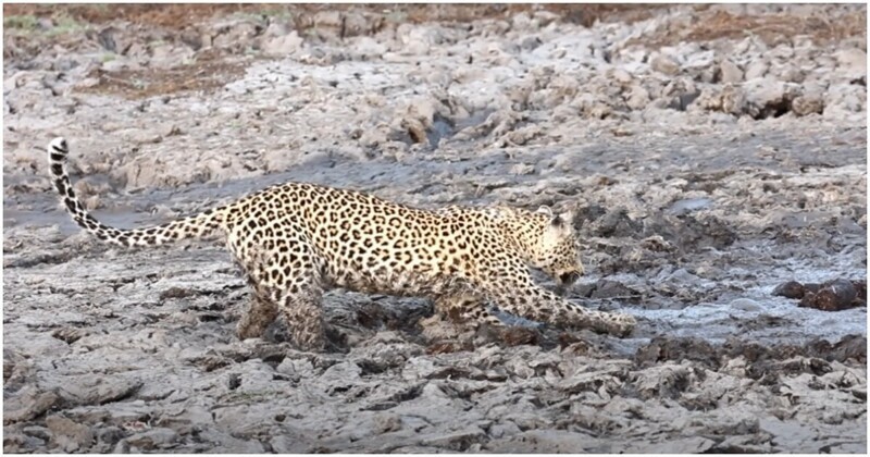 Вынырнувший из грязи бегемот спугнул леопарда