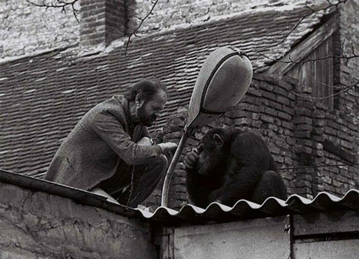 9. Переговоры между директором зоопарка и сбежавшим шимпанзе. Белград, Югославия, 1988 год