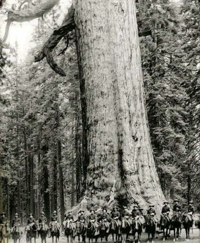 11. Американские солдаты-кавалеристы позируют перед деревом по прозвищу «Гризли-гигант».,1900 год. Это дерево стоит до сих пор