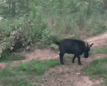 Звериные гифки