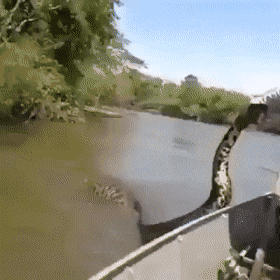 Звериные гифки