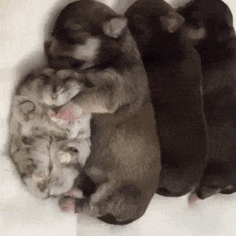 Звериные гифки