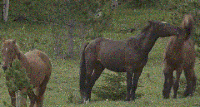 Звериные гифки