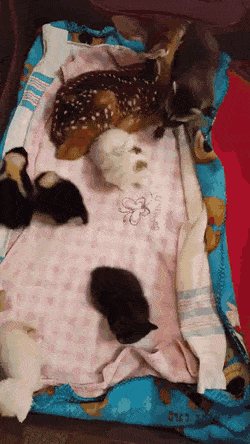 Звериные гифки