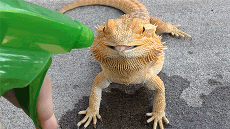 Звериные гифки