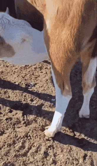 Звериные гифки