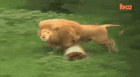 Звериные гифки