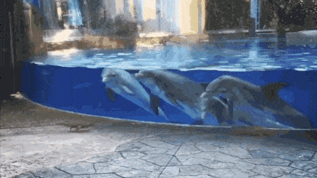 Звериные гифки