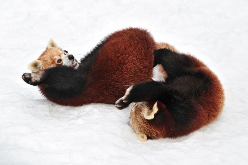 Красная малая (рыжая) панда