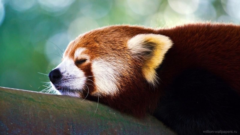 Красная малая (рыжая) панда