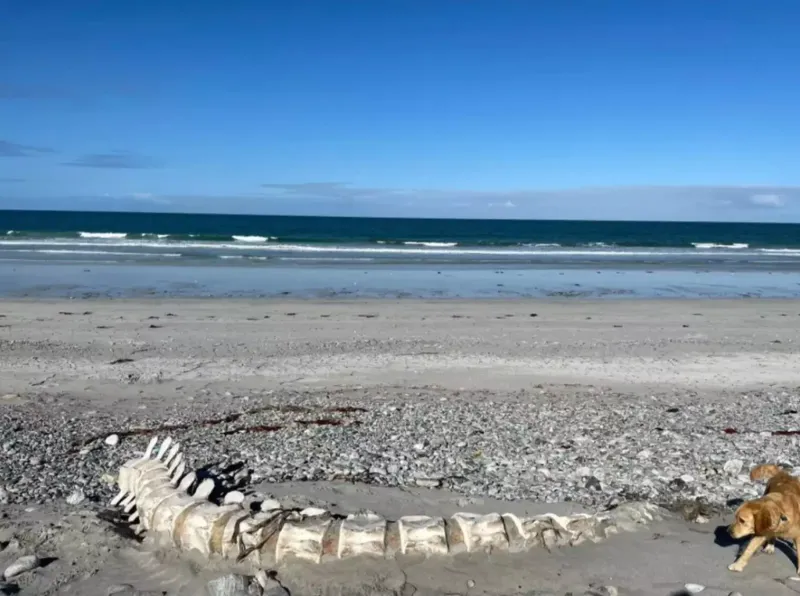 На пляже обнаружили огромный скелет загадочного существа