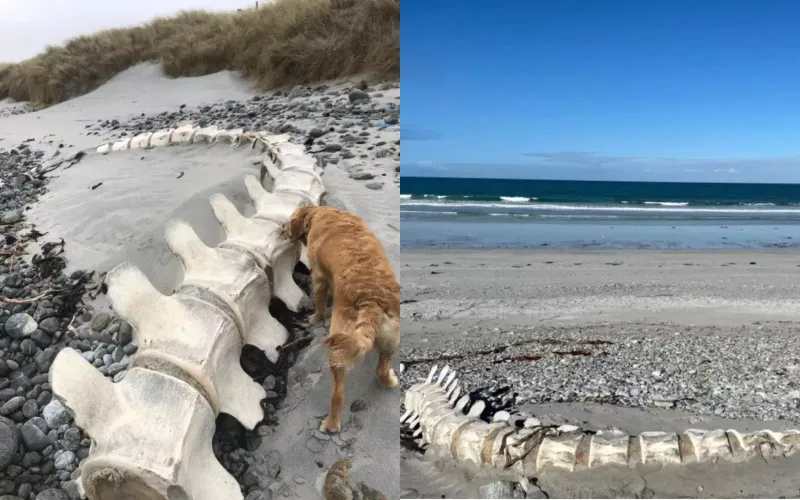 На пляже обнаружили огромный скелет загадочного существа