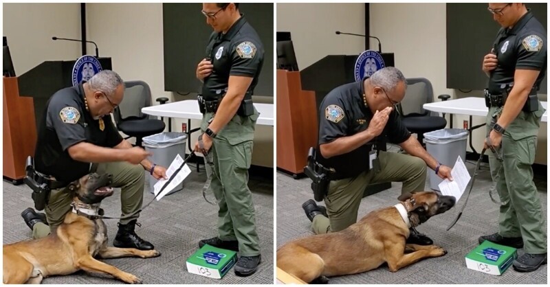 Полицейский пёс не мог скрыть эмоций на своей присяге