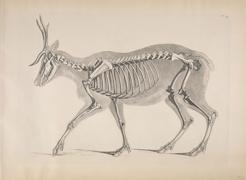 Рисунки скелетов животных из журнала XIX века