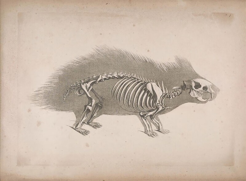 Рисунки скелетов животных из журнала XIX века