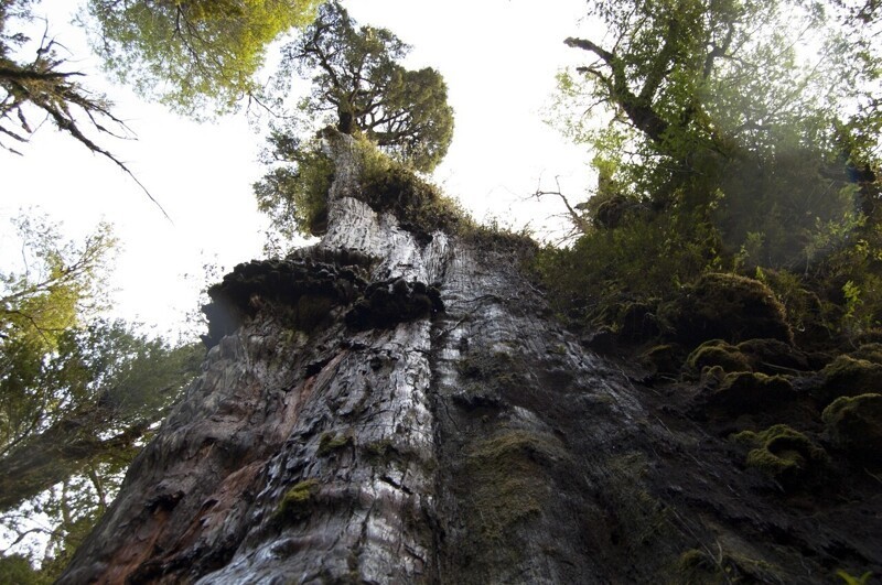 &quot;Прадедушка&quot;: учёные нашли самое старое дерево в мире
