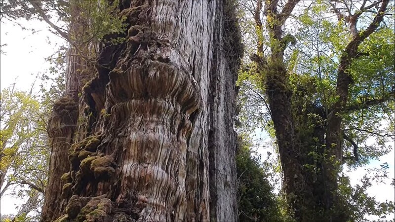 &quot;Прадедушка&quot;: учёные нашли самое старое дерево в мире