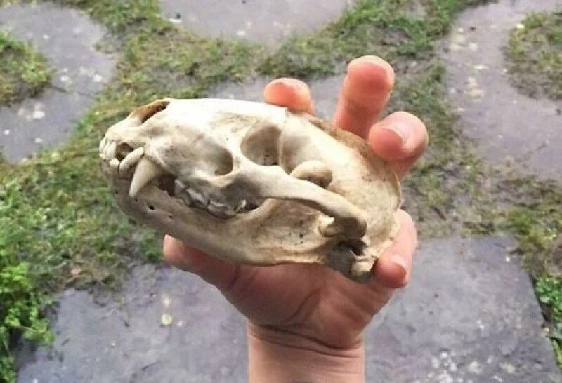 "Моя собака нашла череп барсука во время прогулки. Жутковато"