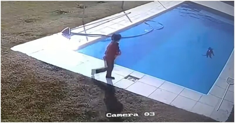 Мальчик спас неосторожного щенка из бассейна