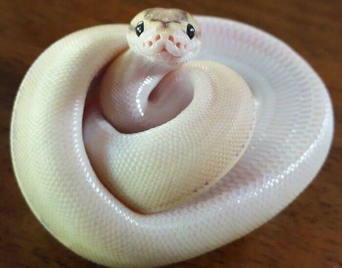 "Ну мы же милые?": забавные фото с домашними змеями