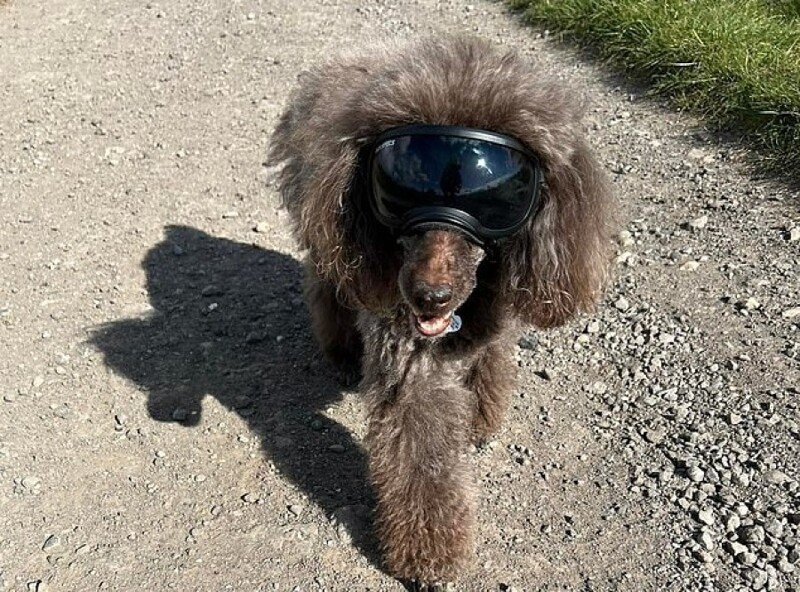 Зачем собаке солнечные очки