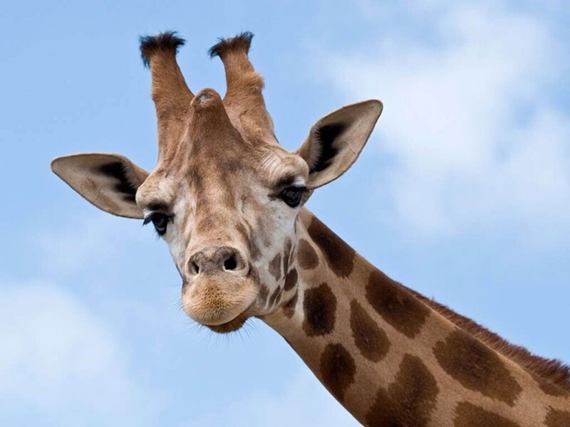 31. У жирафа и человека одинаковое количество шейных позвонков