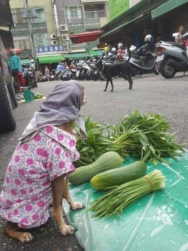 Намешалось
