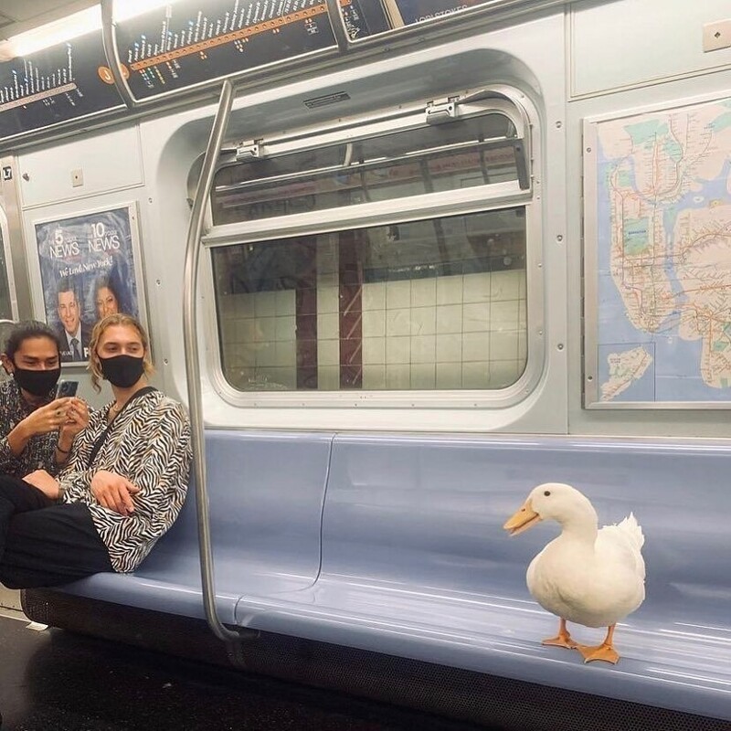 Милый пассажир метро
