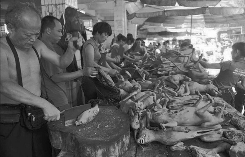 Каждый год в городе Юйлинь в провинции Гуанси на южном западе Китая с 21 по 30 июня проходит один из самых жутких и жестоких фестивалей в мире, на котором китайцы съедают 10-15 тысяч собак.