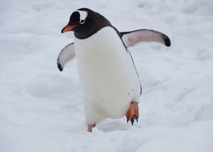 У пингвинов есть специальная надглазничная железа, которая "фильтрует" солёную воду, превращая ее в пресную