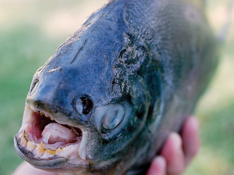 Зубы рыбы Паку выглядят, как человеческие. Они изменились эволюционно, чтобы рыбы могли щелкать орехи