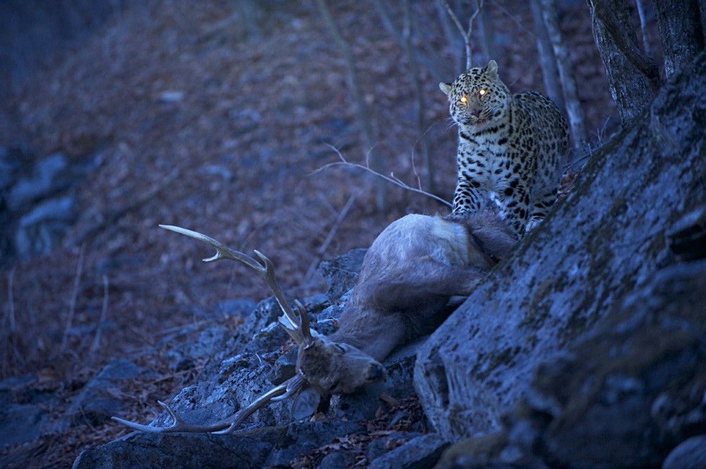 Видео диких хищников. Рысь фотоловушка. Хищные животные. Леопард ночью. Хищник в ночи.