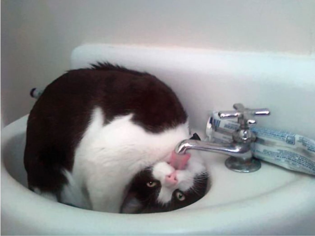 17 котиков, которые нежданно-негаданно сломались и полюбили водные процедуры