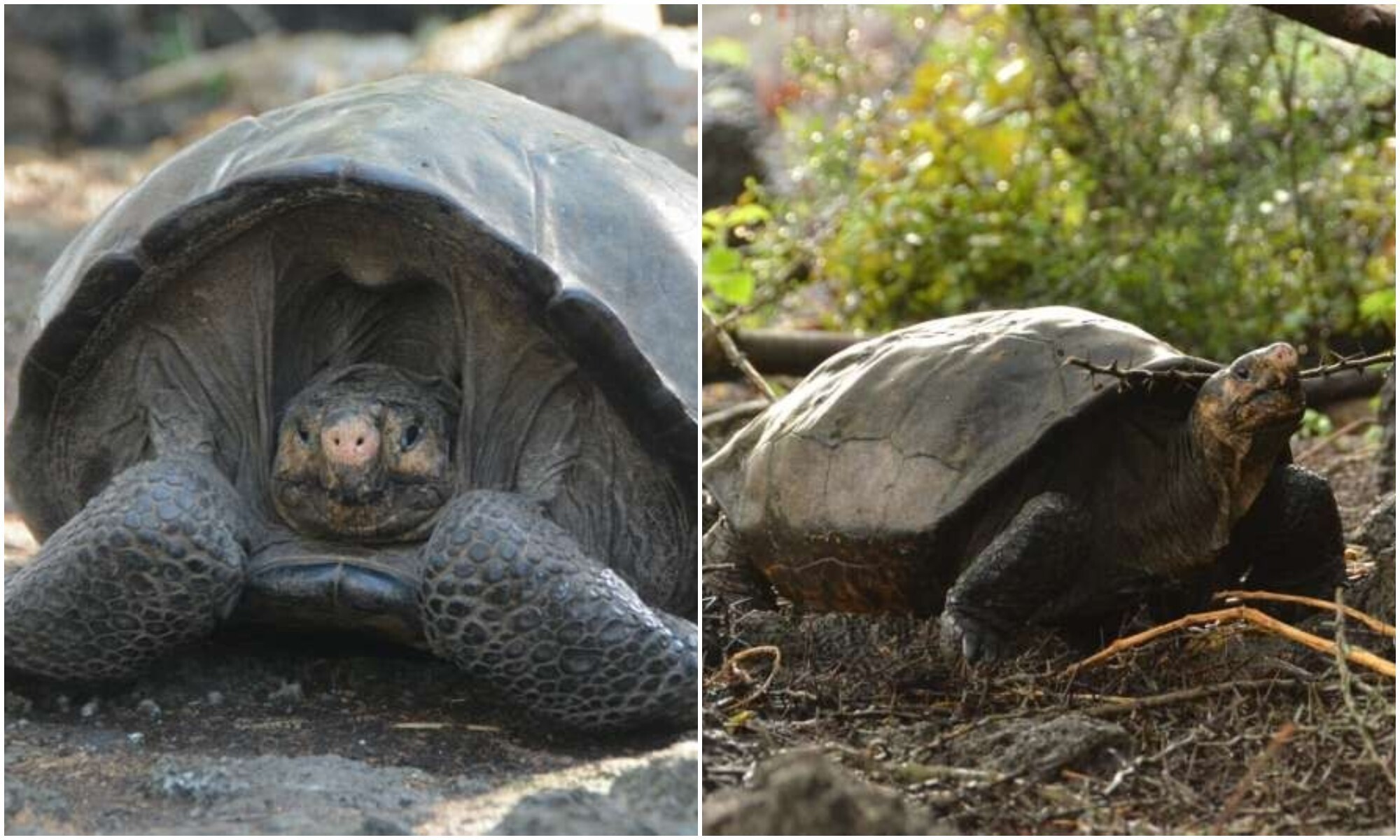 Черепаха лежу. Галапагосская черепаха. Chelonoidis phantasticus. Галапагосская черепаха 177 лет. Галапагосская черепаха яйца.