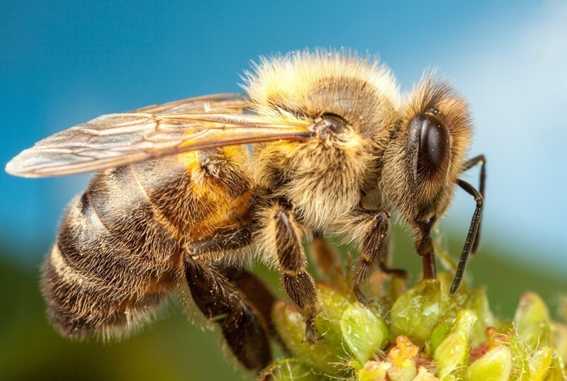 А вот и интересные факты о пчёлках