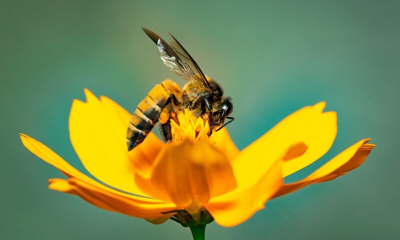 Почему пчёлы умирают, когда ужалят человека