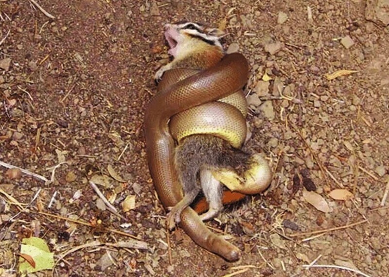 Резиновая змея: Настолько мирная, что ею лечат змеебоязнь. Она даже частично теплокровна, а потому забралась на север