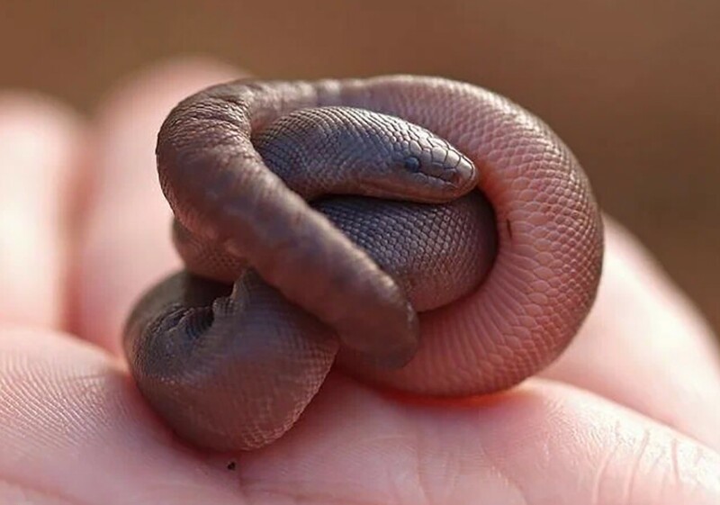 Резиновая змея: Настолько мирная, что ею лечат змеебоязнь. Она даже частично теплокровна, а потому забралась на север