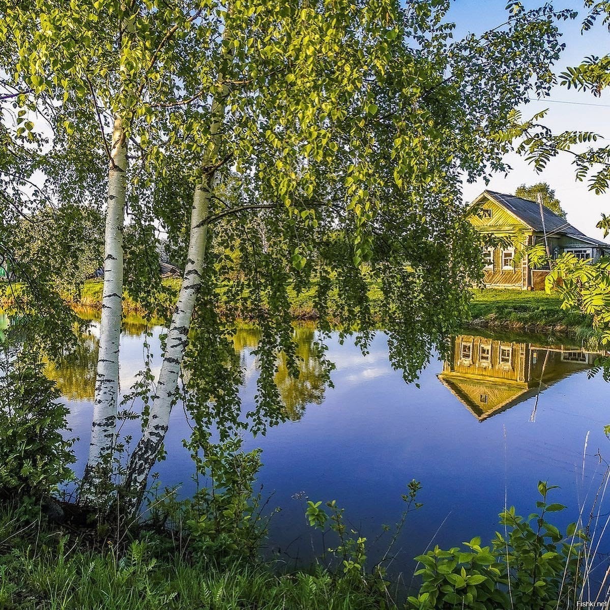 Березка дер. Березовая роща Кострома. Деревня изба река береза. Русская деревня березы. Берёзово посёлок лето.