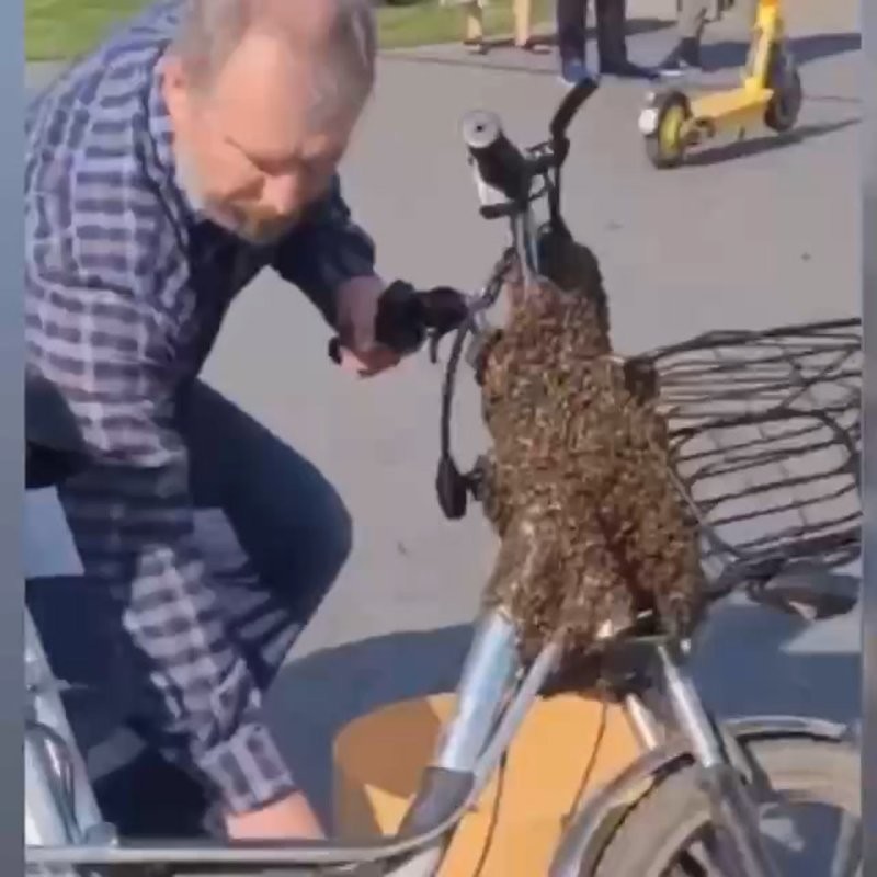 Рой пчёл  облепил велосипед доставщика еды