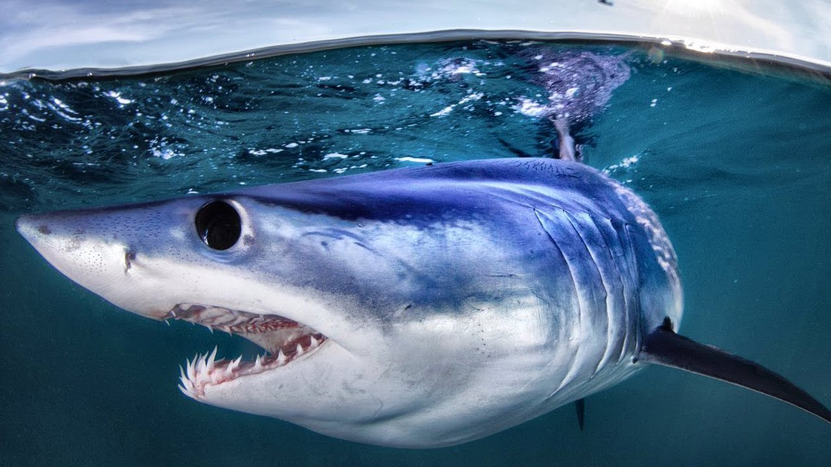 Акула мако опасна ли для человека. Акула мако. Серо голубая акула мако. Акула мако Шарк. Сельдевая акула мако.