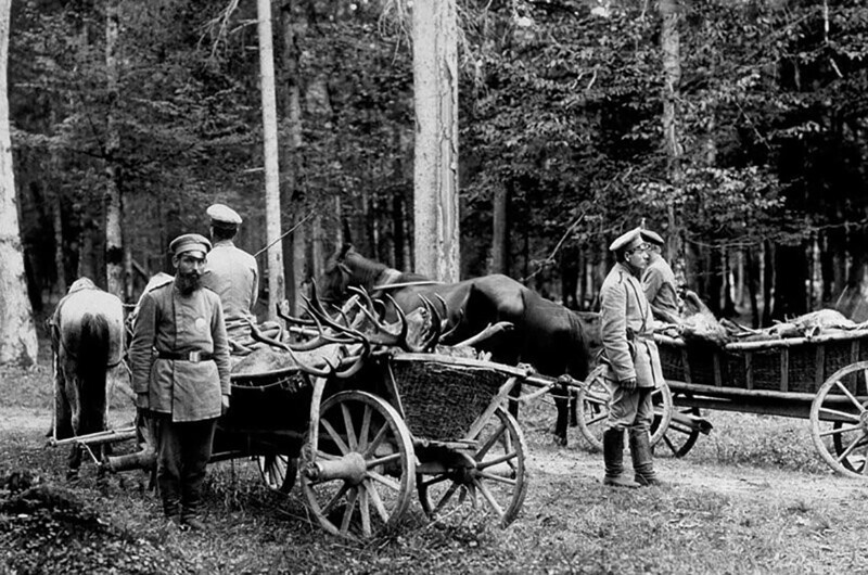 Беловежская пуща. Вывоз добычи после царской охоты. Беловежская пуща, 1901 год