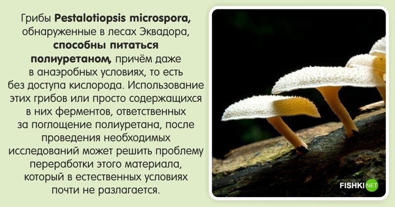 Малоизвестные факты о грибах